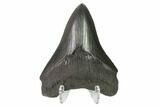3.21" Fossil Megalodon Tooth - Serrated Blade - #130770-2